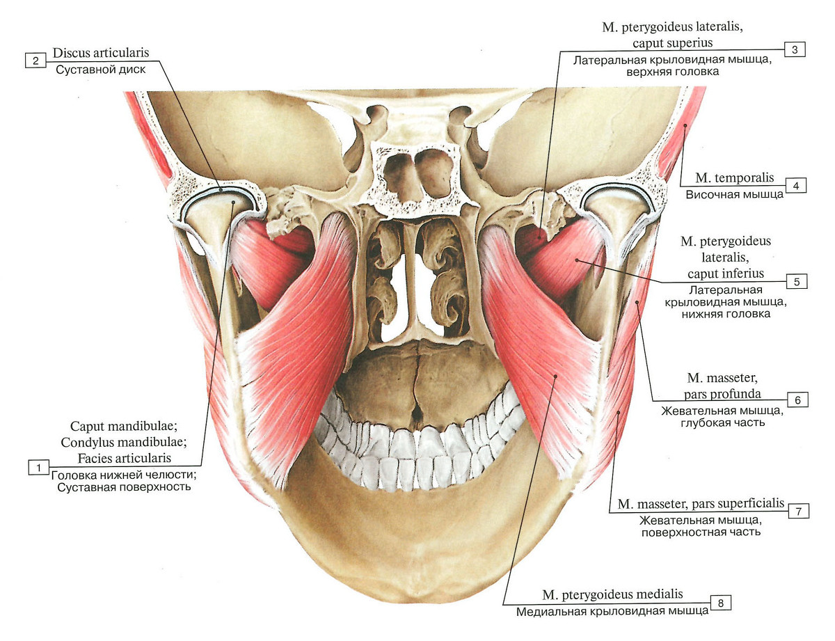 Медиальная крыловидная мышца. Жевательные мышцы вид сзади изнутри. Мышцы нижней челюсти анатомия. Медиальная крыловидная мышца анатомия. Прикрепление мышц к нижней челюсти.