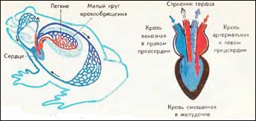 Круги кровообращения земноводных схема