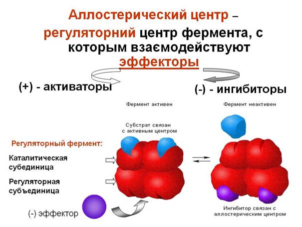 Центры белков. Регуляторный аллостерический центр фермента. Регуляторные (аллостерические) центры ферментов. Активный и аллостерический центры ферментов. Активный, каталитический и аллостерический центры ферментов..