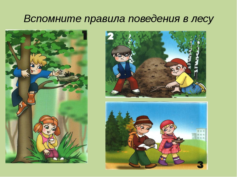 Что нельзя делать на природе. Поведение в лесу для дошкольников. Правила поведения в лесу. Правила поведения в лесу для детей. Правила поведения в лесу картинки.