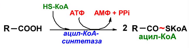 Кофермент атф. Ацил-КОА формула. Ацил КОА синтетаза. Ацил КОА И ацетил КОА. Ацил формула.