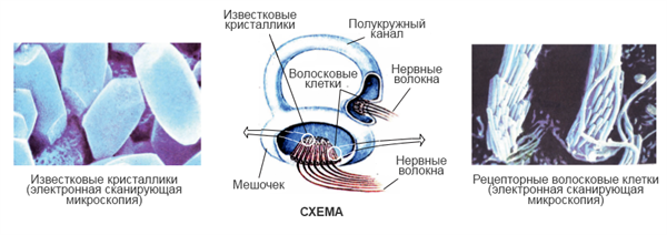Анатомическое образование начинающееся от рецепторного поля слизистой. Волосковые клетки полукружных каналов. Строение волосковых клеток полукружных каналов. Волосковые клетки с кристалликами.