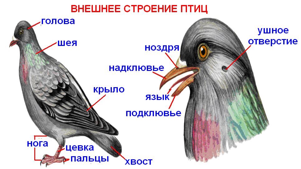 Воронья кость у птиц