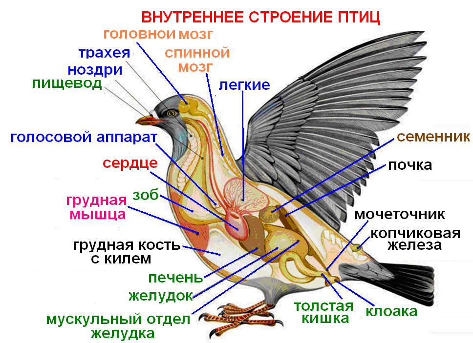 Птицы прогрессивные черты строения