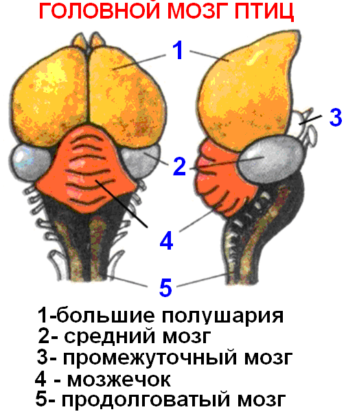 Птицы прогрессивные черты строения