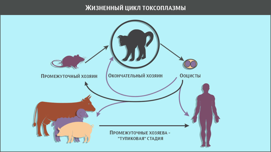 Промежуточный хозяин токсоплазмы. Схема жизненного цикла развития токсоплазмы. Токсоплазмоз жизненный цикл схема. Токсоплазмоз цикл развития. Токсоплазма гондии жизненный цикл.