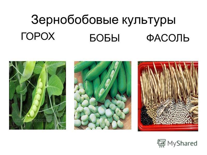 Бобовые пищевые культуры примеры. Зернобобовые культуры растения. Зерновые бобовые растения. Зернобобовые культуры горох. Бобовые культуры для детей.