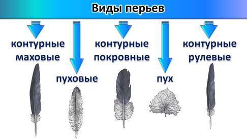 Сходства и различия контурного пера