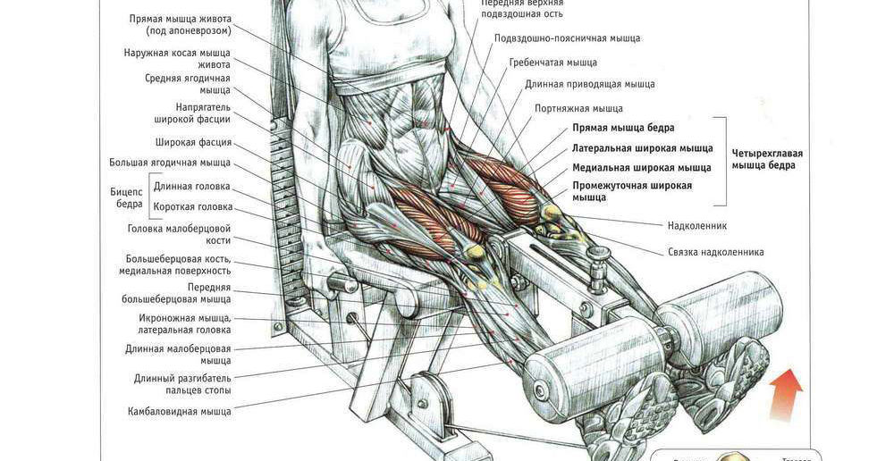 Латеральная широкая мышца бедра. Разгибание ног в тренажере группа мышц. Разгибатель бедра схема тренажера. Тренажер для мышц разгибателей бедра. Разгибания голени в тренажере мышцы.