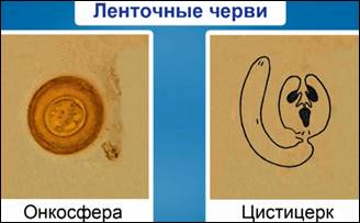 Шестикрючная личинка онкосфера. Онкосфера ленточных червей. Личинка онкосфера. Онкосфера ленточного червя.