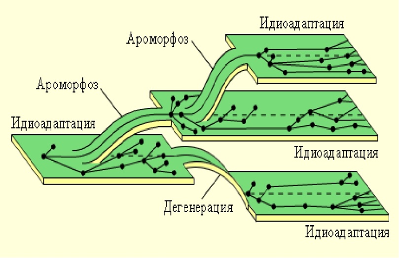 Схема соотношений между ароморфозом идиоадаптацией и дегенерацией