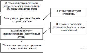 Современную эволюционную теорию согласно учению дарвина можно представить в виде следующей схемы