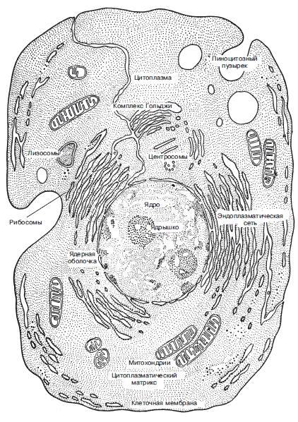 Животная эукариотическая клетка рисунок с подписями
