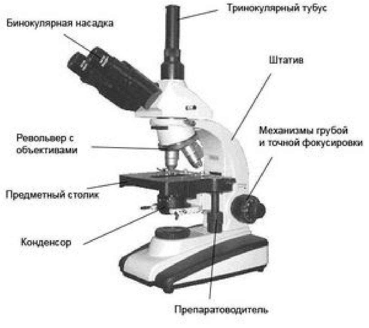 Строение тринокулярного микроскопа