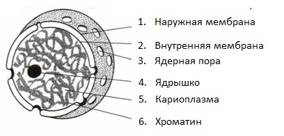 Соотнесите объекты с их обозначениями на рисунке ядрышко митохондрия ядерная пора