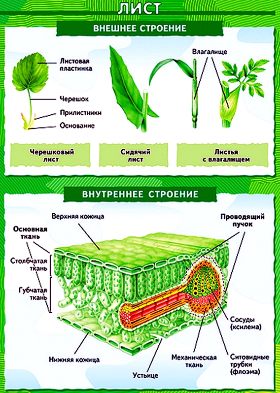 Клетки листовой пластинки. Внутреннее строение черешка листа. Схема внешнего строения листа растения. Клеточное строение листовой пластинки. Учебник по биологии 6 класс внутреннее строение листа.