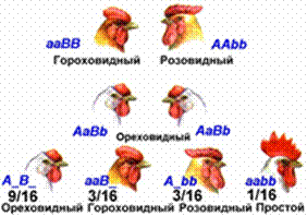Гена куров. Комплементарность гребни кур. Комплементарность схема скрещивания. Комплементарность у кур. Гребень у кур кооперация генов.