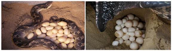 Кожистая оболочка яиц пресмыкающихся. Яйца прыткой ящерицы. Яйца змеи гадюки. Обыкновенная гадюка яйцеживорождение.