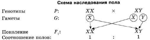 На диаграмме представлены два типа гамет человека х и у назовите гаметы