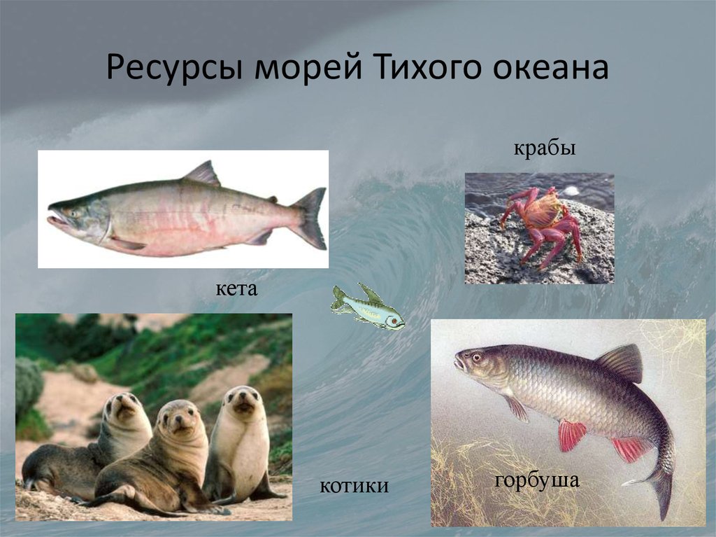 Ресурсы морей. Биологические ресурсы морей России. Ресурсы морей Тихого океана. Ресурсы морей омывающих Россию. Богатство моря.