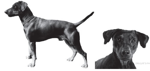 Сделайте заключение о соответствии изображенной на фотографии собаки указанным стандартам породы впр