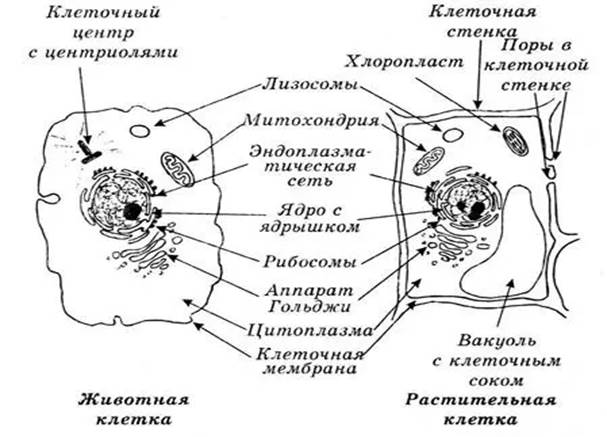 Какие процессы изображены на рисунках а и б назовите структуру клетки