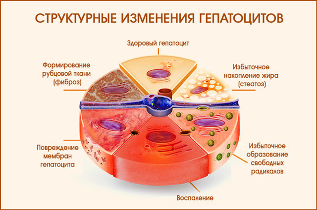Клетки печени в дистиллированной воде. Строение гепатоцитов печени. Клетки гепатоцитов. Строение печеночной клетки. Печеночные клетки гепатоциты.