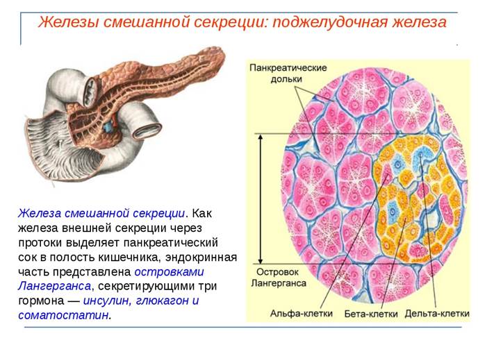 Картинки альвеолы легких