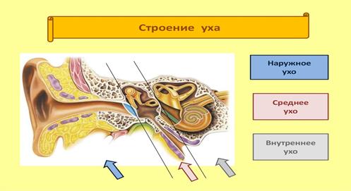 Рецепторный орган слуха. Строение ушной раковины. Нервные клетки, воспринимающие звуковые колебания, расположены. Где расположены рецепторы воспринимающие звук.
