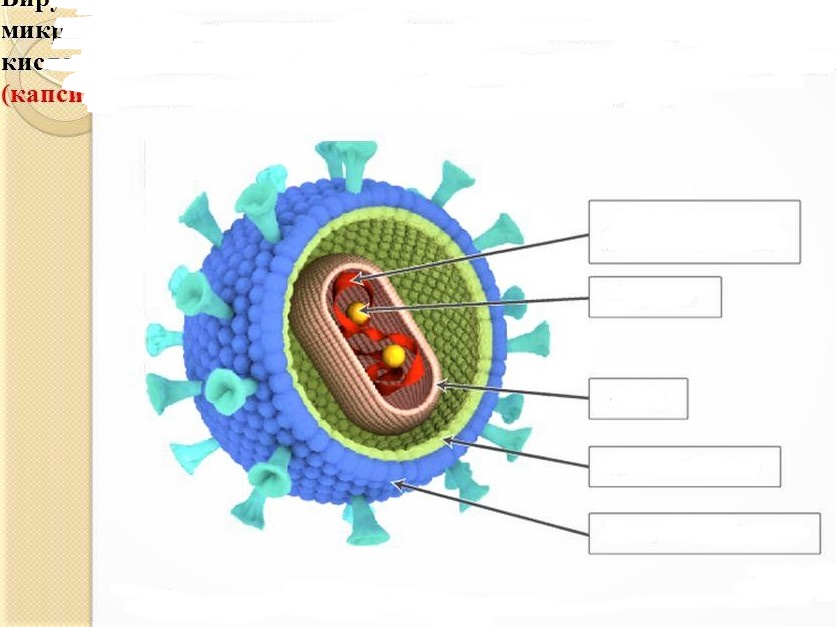 Белковый капсид. Строение ВИЧ вируса схема. Строение нуклеиновых кислот вирусов. Строение клетки вируса СПИДА. Вирусная клетка строение рисунок.