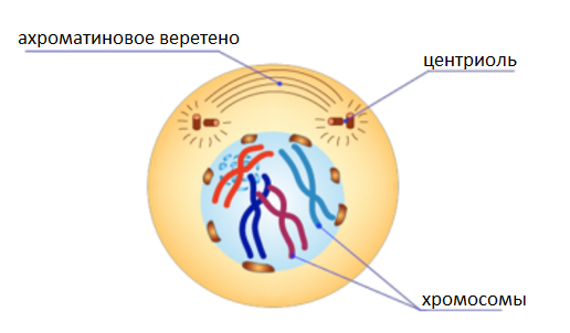 Метафаза митоза рисунок