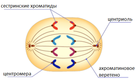 Анафаза митоза рисунок