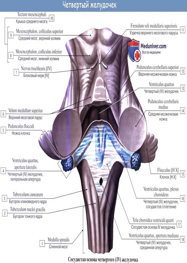 Facies medialis dentium incisivorum et caninorum