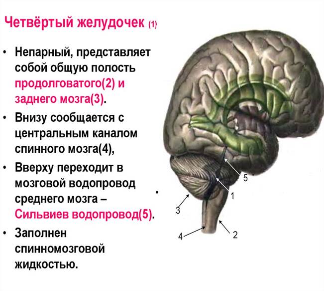 Желудочки среднего мозга. Полость 4 желудочка. 4 Желудочек головного мозга стенки. 4 Желудочек кратко. 4 Желудочек головного мозга функции.