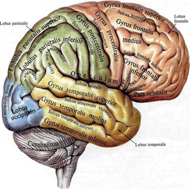 Воспаление головного мозга латынь. Борозды и извилины теменной доли. Головной мозг анатомия человека борозды и извилины. Анатомия коры головного мозга борозды.