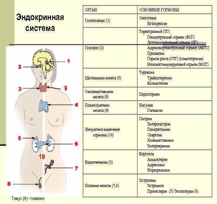 Классификация гормонов презентация