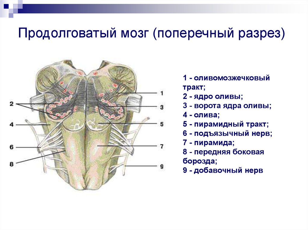 Картинка мозга егэ