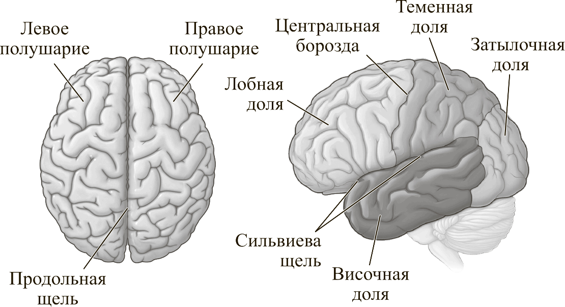 Перенос мозгов калина 1