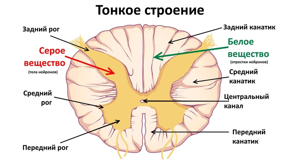 Белое вещество картинки