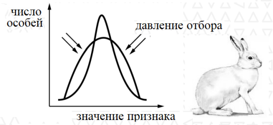 Пользуясь рисунком определите. Форма отбора зайца. Пользуясь рисунком определите какую форму отбора он иллюстрирует. Пользуясь рисунком определите какую форму естественного отбора. Какую форма отбора иллюстрирует рисунок.