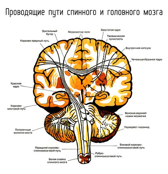 Проводящие пути головного и спинного мозга картинки