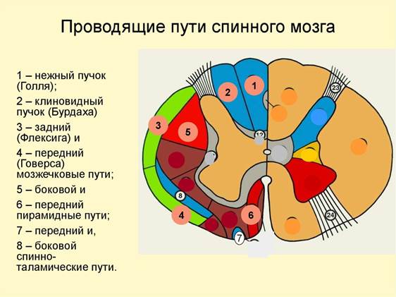 Расположение проводящих путей спинного мозга схема