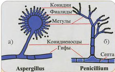 Пеницилл строение рисунок