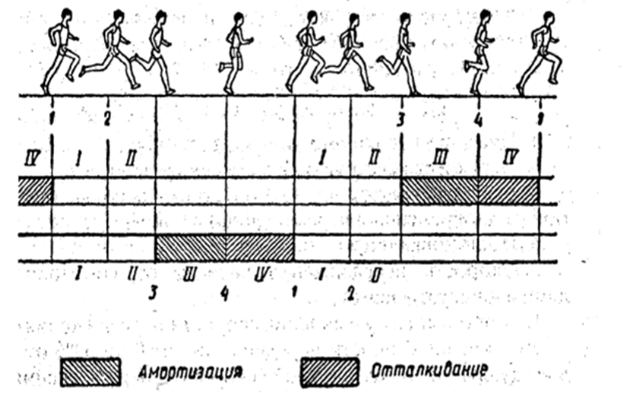 Шаг в период 3. Фазы бега. Фаза амортизации в беге. Схему цикла двойного шага.. Один цикл бега состоит из двух периодов полета.