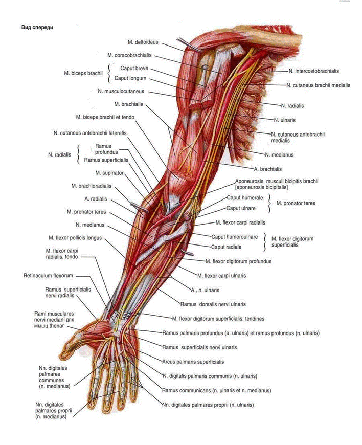 Нервы плеча и предплечья анатомия схема