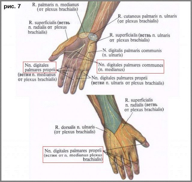 Как проходит лучевой нерв на руке фото с расшифровкой