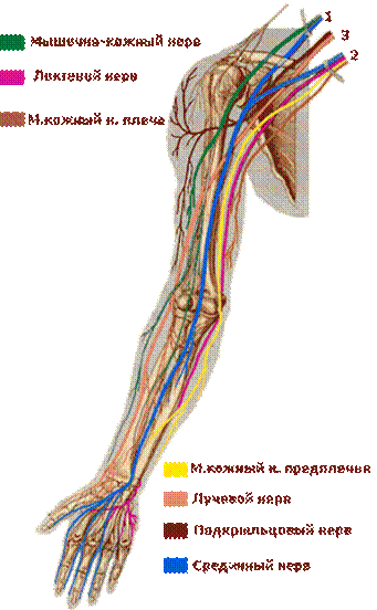 Латеральный кожный нерв предплечья. Мышечно кожный нерв плечевого сплетения. Мышечно кожный нерв анатомия. Кожно мышечный нерв плеча анатомия. Срединный нерв плечевого сплетения.