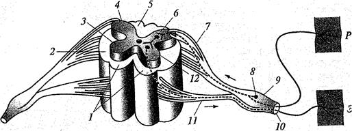 Обозначь какими цифрами на рисунке обозначены следующие составные части дуги рефлекса спинной мозг