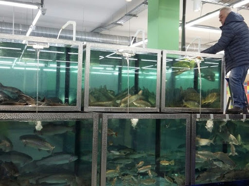 Хранение живой рыбы