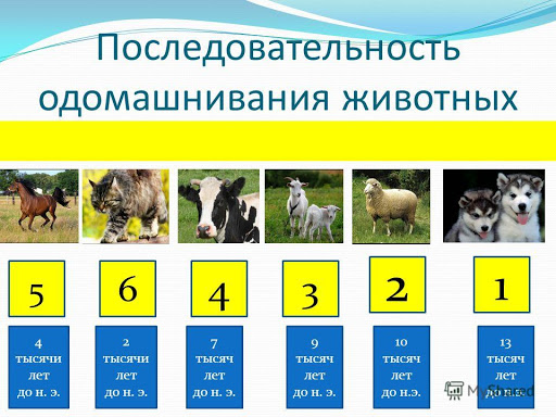 Процесс одомашнивания животных презентация